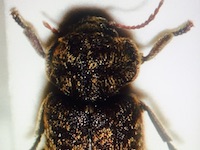 Death Watch Beetle