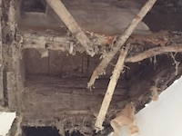 Dry rot growth