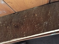 Furniture beetle damage