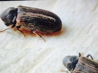 A furniture beetle
